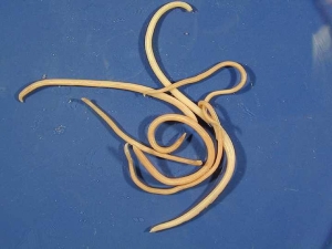 Spoelwormen